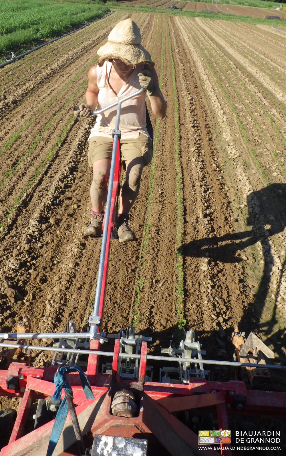 vue du tracteur, photo du guidage de la bineuse attelée par triangle et bascule