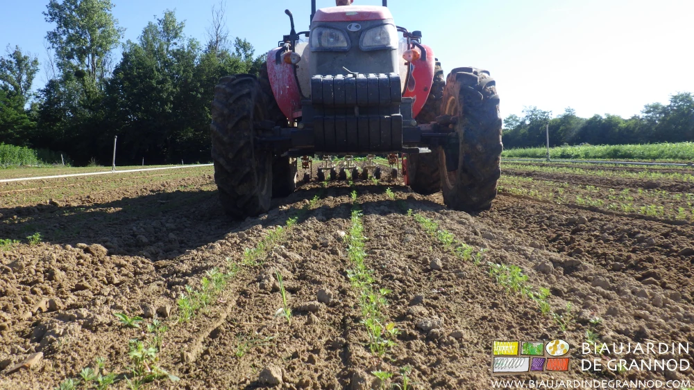 photo vue du sol devant le tracteur la bineuse en perspective au travail