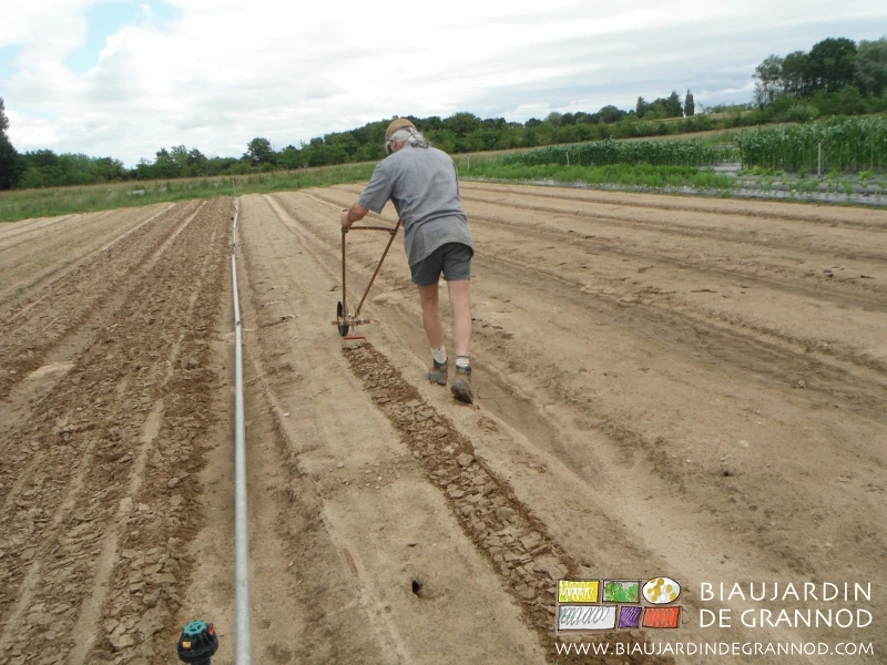 photo d'un ancien qui pousse la houe maraîchère à lame oscillante