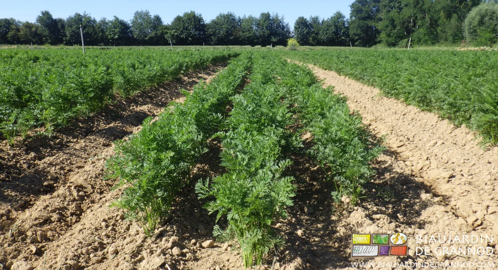 photo proche des carottes légèrement buttées pour étouffer les plantules adventices sur le rang