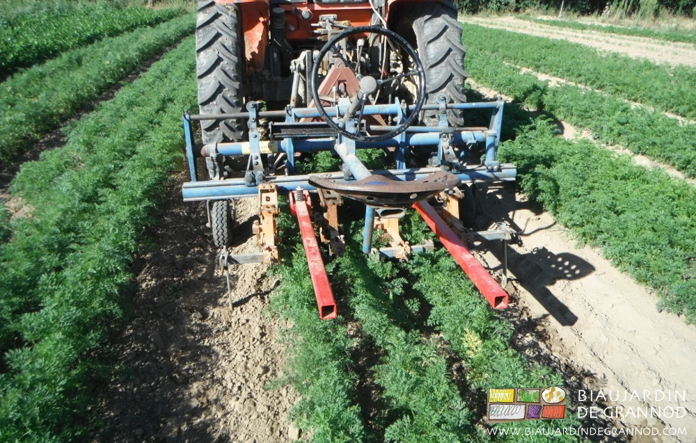 photo de la bineuse simple au travail dans le carré de carotte