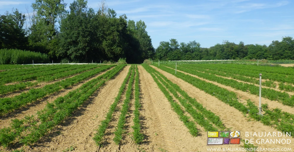 photo de carré de carotte en cours de développement sous un beau soleil