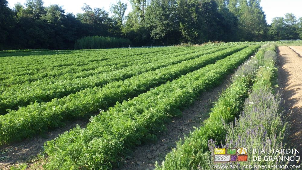 photo de carré de carotte bien développé à côté d'une bande fleurie épanouie
