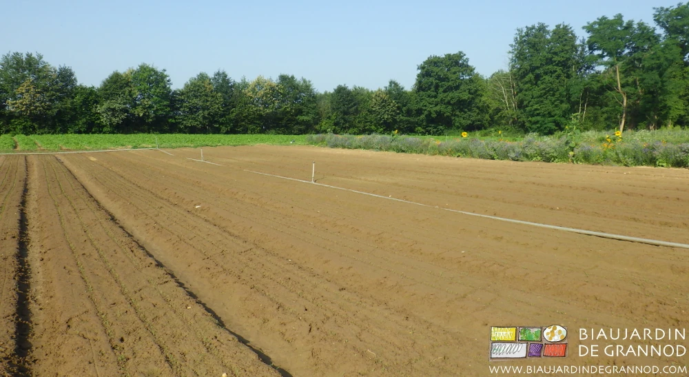 photo des carrés de carotte frais, bien levés, sans adventice