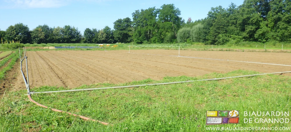 photo d'ensemble des carrés de carotte en cours de levée et sans aucune adventice