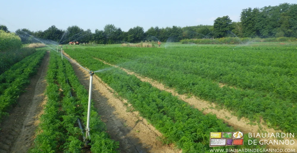 photo d'arrosage d'un carré de carotte bien vert de feuillage