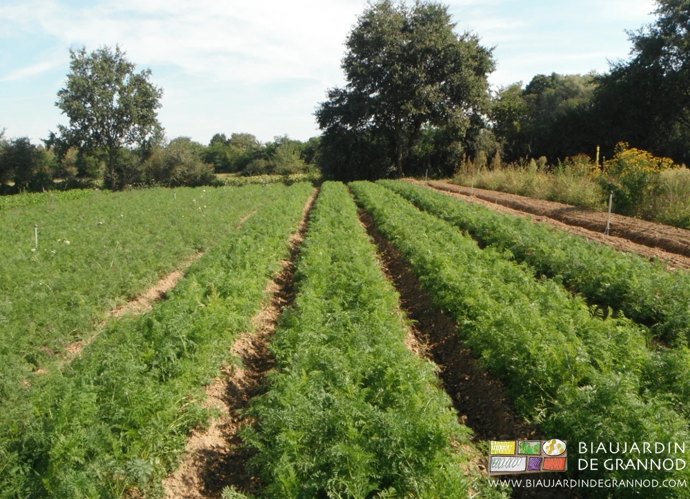 photo de planches de carotte en pleine végétation