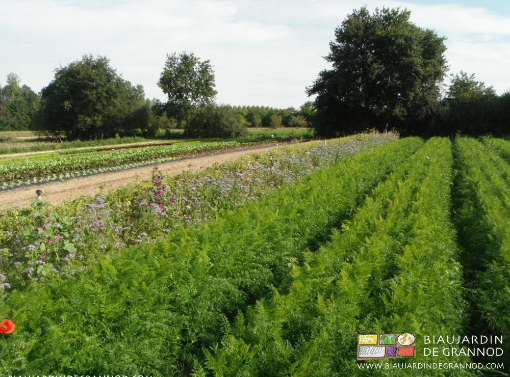 photo de mauve, phacléie et autre fenouil sauvage en floraison au bord d'un carré de carotte