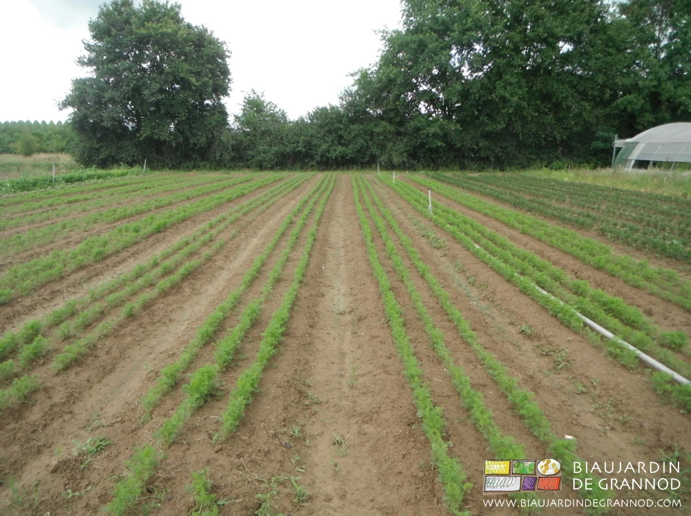 vue d'un carré de carotte en début de développement et indemne d'adventice