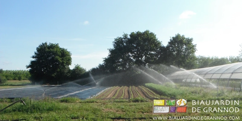 photo d'un carré de carotte partiellement occulté en cours d'arrosage
