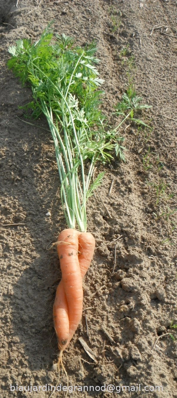 phot de carotte fane siamoise sur planche de carotte d'hiver en début de développement