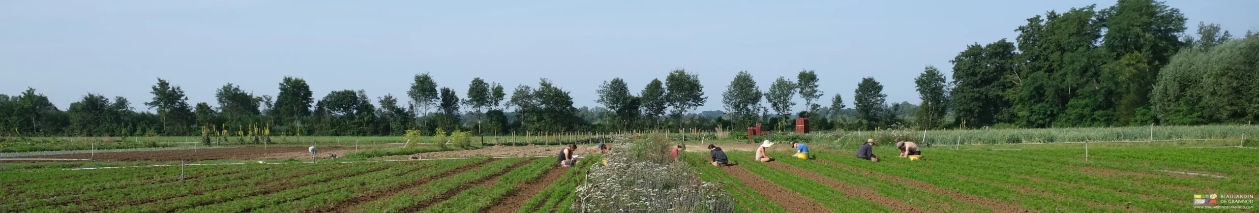 vue en largeur de l'équipe au grand complet au désherbage manuel de deux carrés de carotte