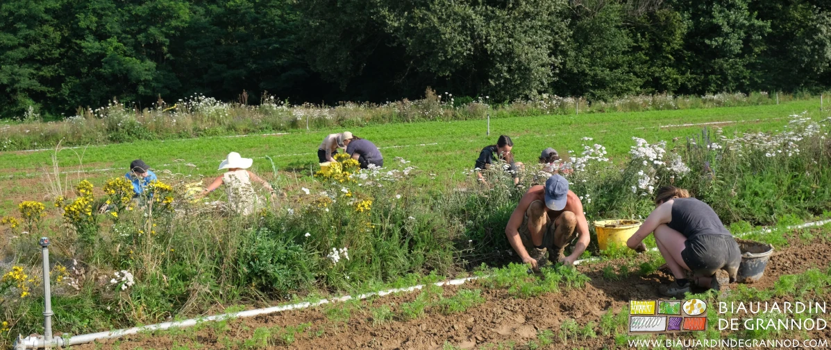photo d'une équipe de 8 Biaux Jardiniers accroupis au désherbage manuel de 20 ares de carotte