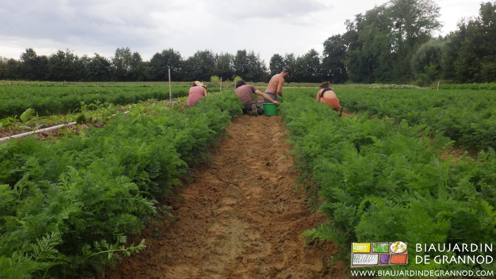 photo de l'équipe des 4 Biaux Jardiniers de l'année au désherbage manuel des carottes