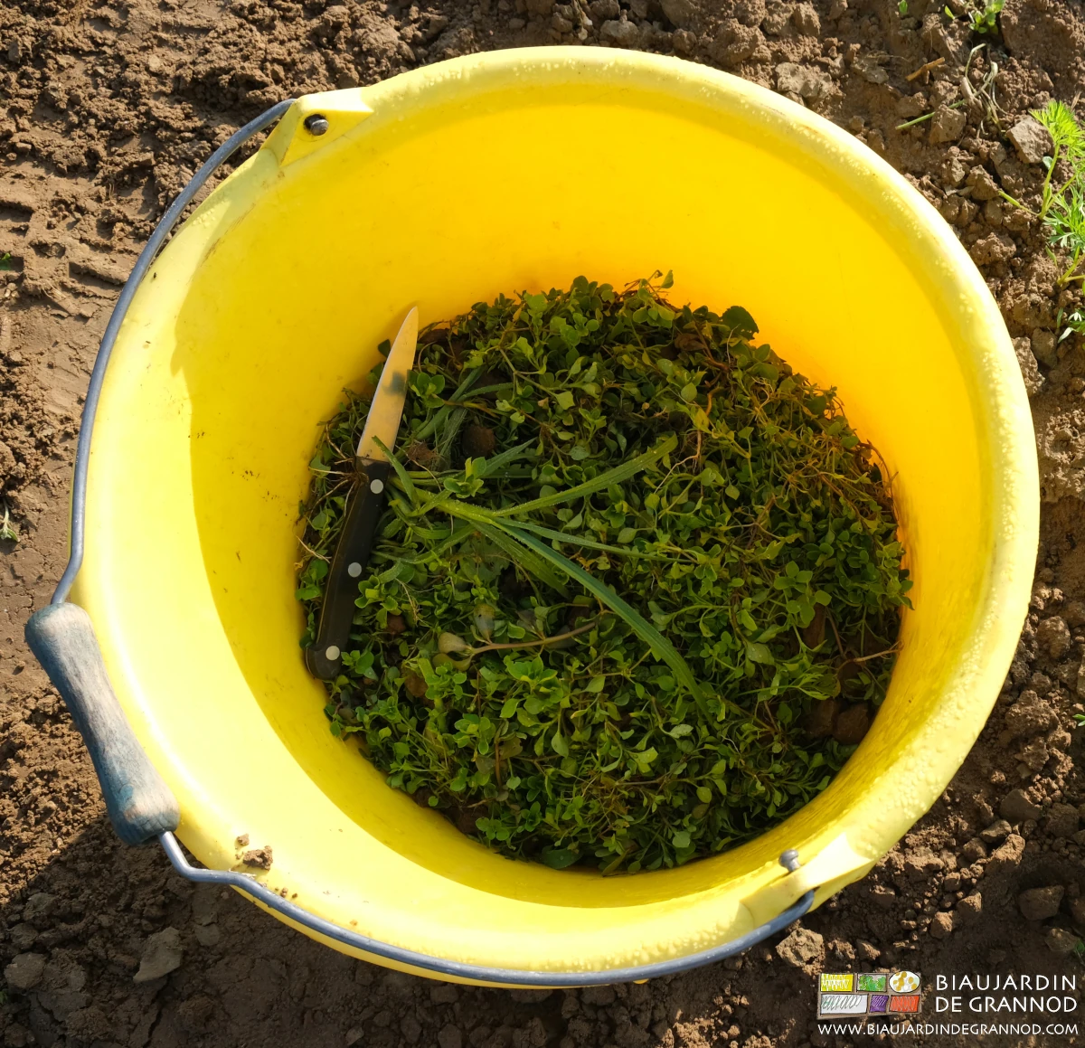 photo d'un seau plastique au fond garni de plantes adventices assez développées
