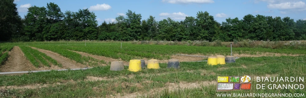 photo des seaux de désherbage au bout des planches pendant la pause
