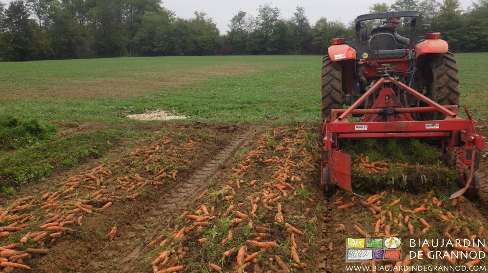 photo depuis la planche montrant l'arracheuse qui soulève de terre les carottes
