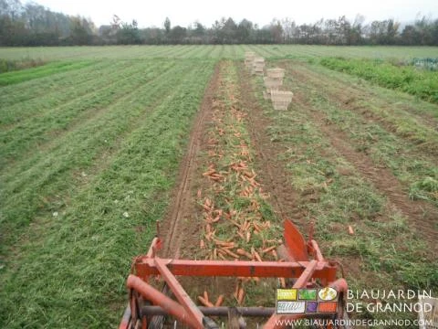 photo depuis le tracteur de l'arrachage d'une planche de carotte après broyage des feuilles