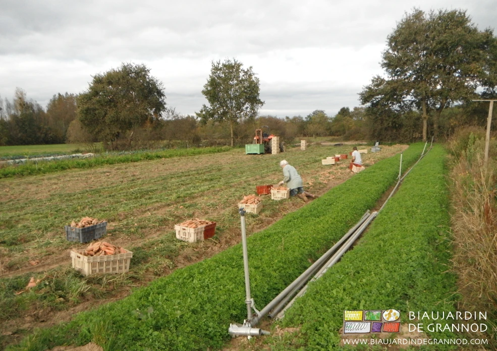 photo de reprise manuelles des carottes pour mise en cagette