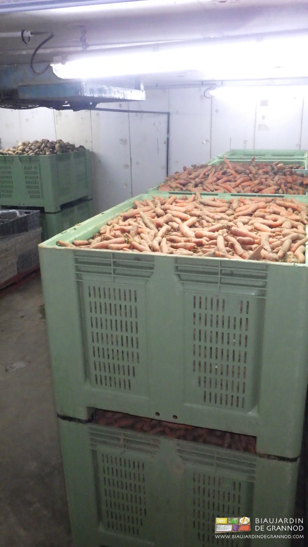 Photo des palox de carotte empilés et rangés en chambre froide