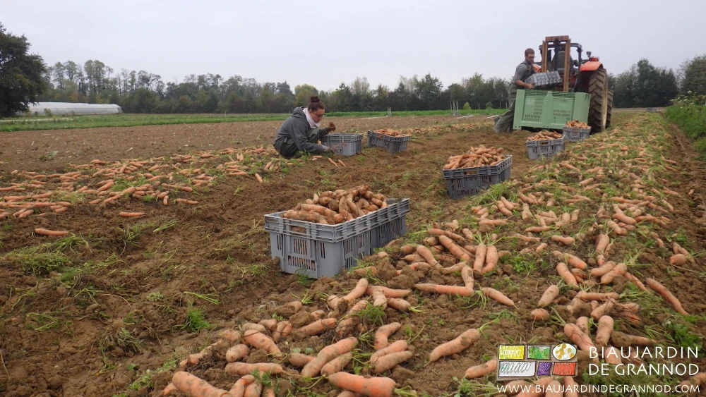 vue de récolte une personne à genoux remplit les caisses, l'autre debout les vide en palox
