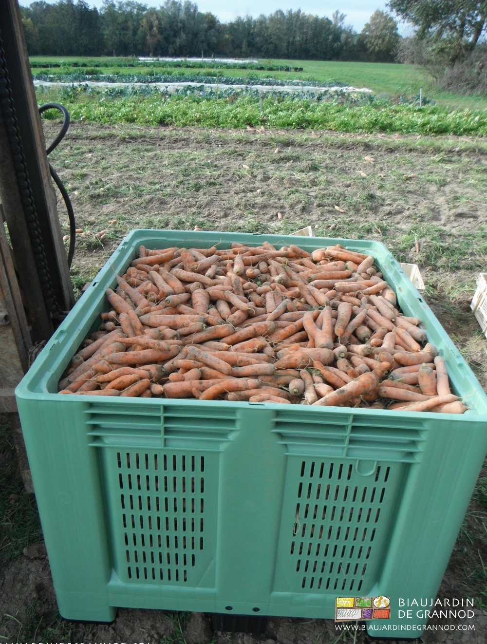 Photo d’un palox plein pris en charge par le mât lève palette du tracteur pour transport aisé