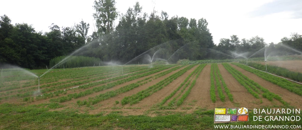 photo de carré de carotte en cours d'arrosage
