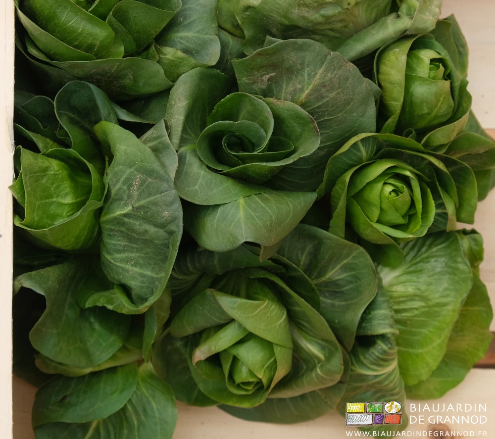 photo de petites pommes de chicorée grumolo verte