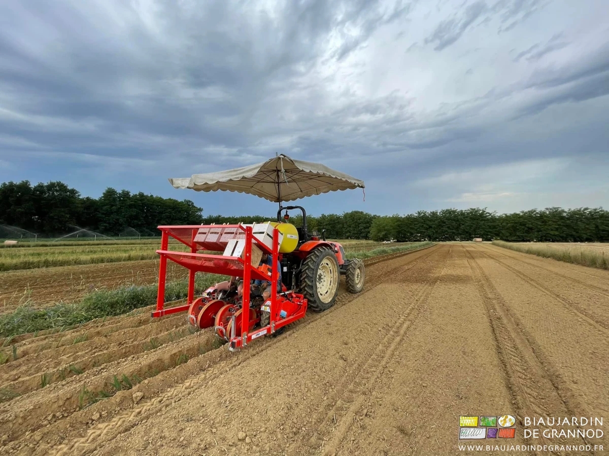 photo du travail poireau avec la planteuse Checchi abritée sous un parasol de marché