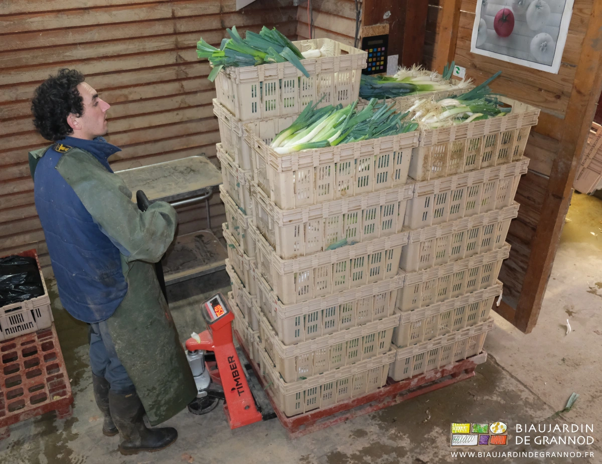photo de Vivien vérifiant le poids de poireau en pesant la palette complète sans autre manutention