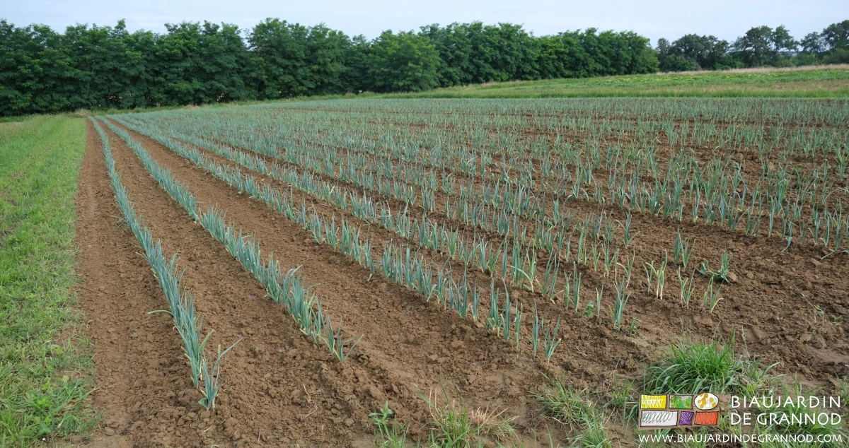 photo d'un carré de poireau jeune et sans adventice