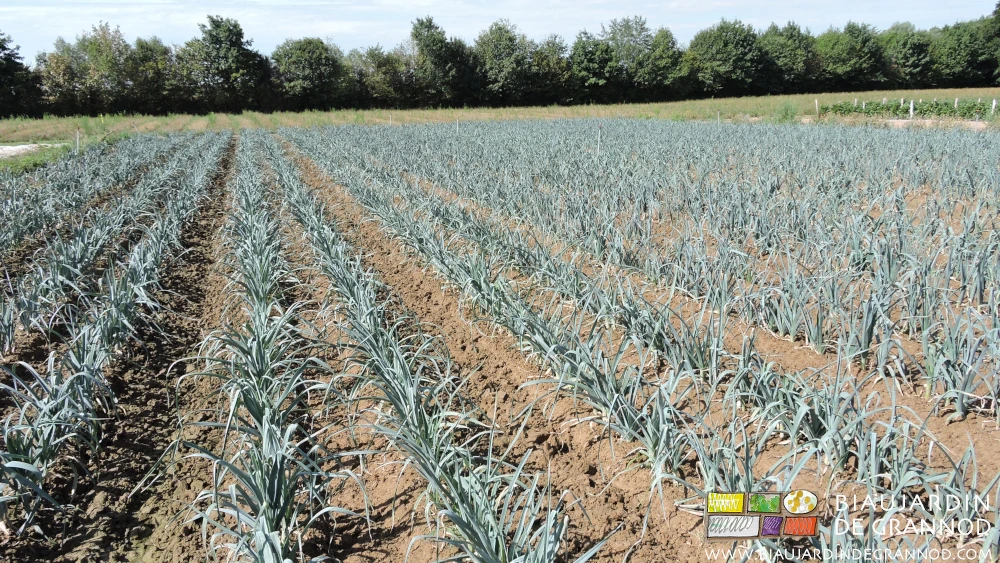 photo du carré de poireaux en végétation et sans adventice