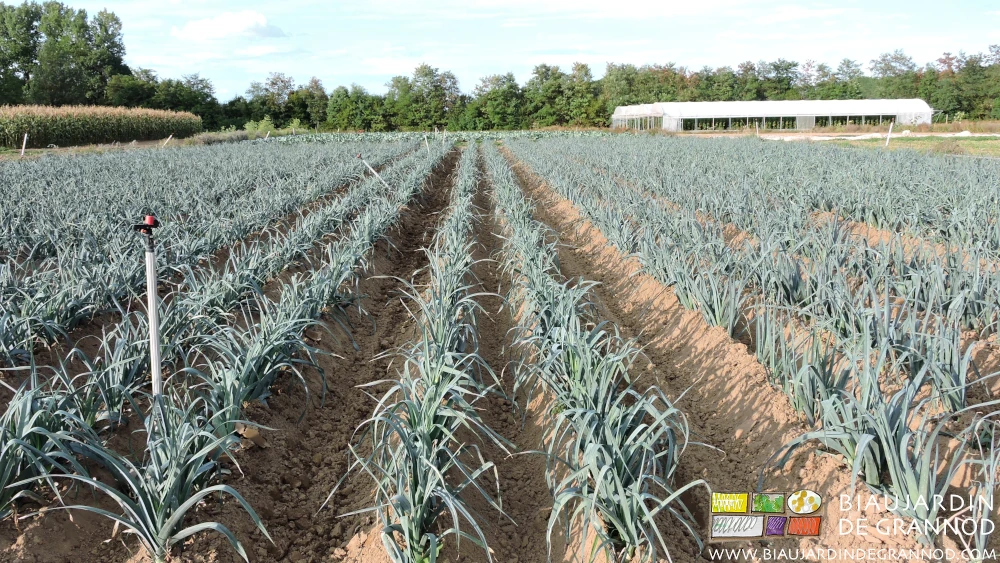 photo de carré de poireau après premier buttage mécanique et sans adventice