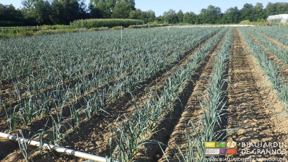 photo du carré de poireau légèrement butté en cours de développement