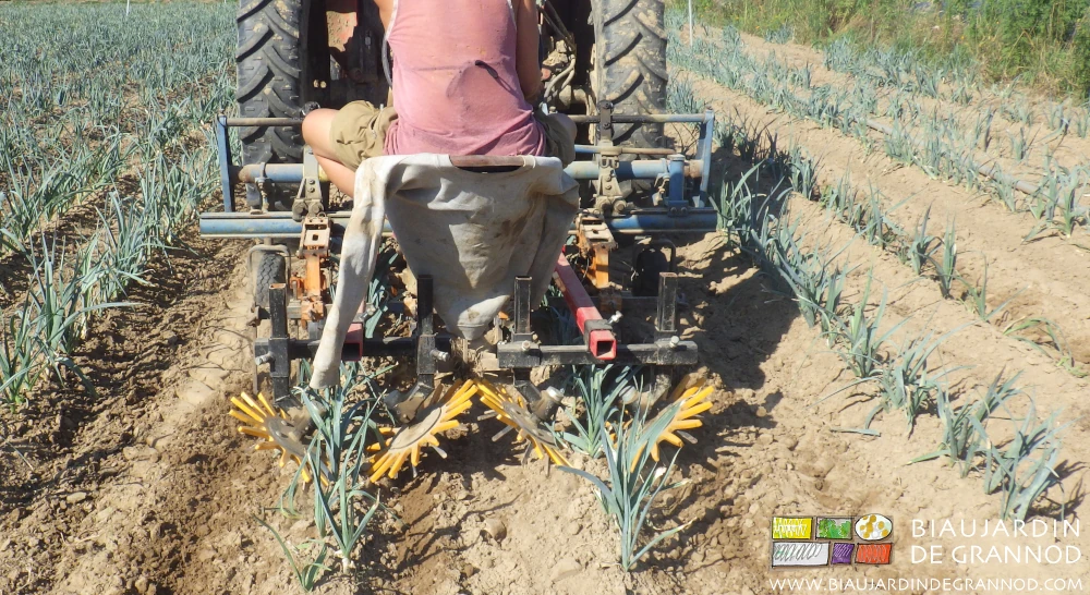photo de la bineuse guidée au travail entre rangs et les doigts souples sur le rang