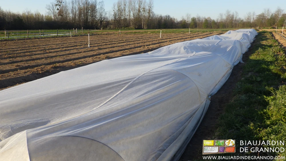 photo ensoleillée des filets posés sur petits arceaux