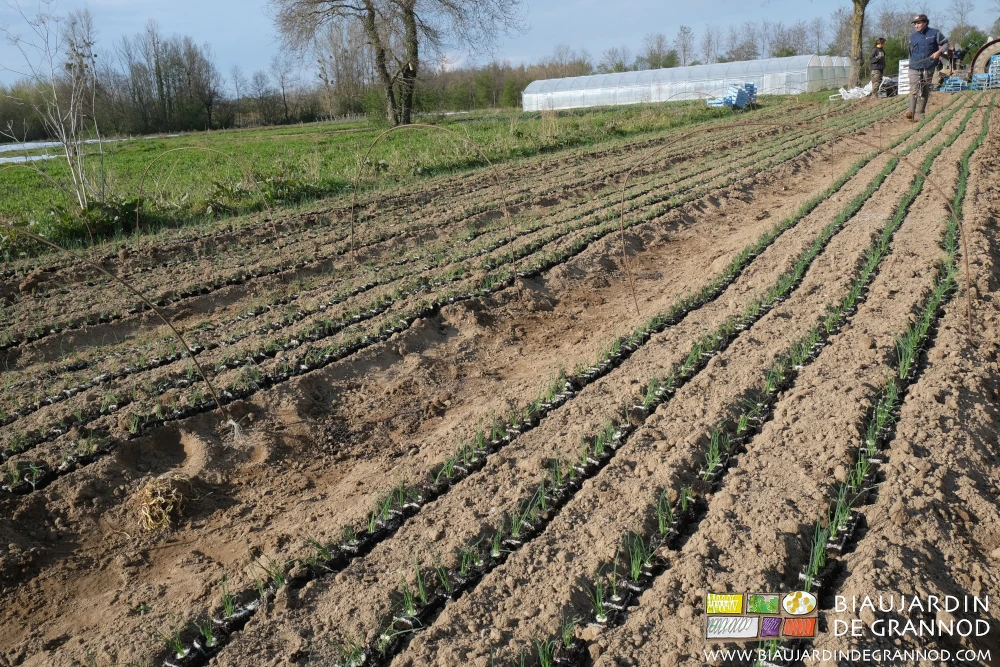 photo de plantation manuelle des mottes de poireau en pépinière
