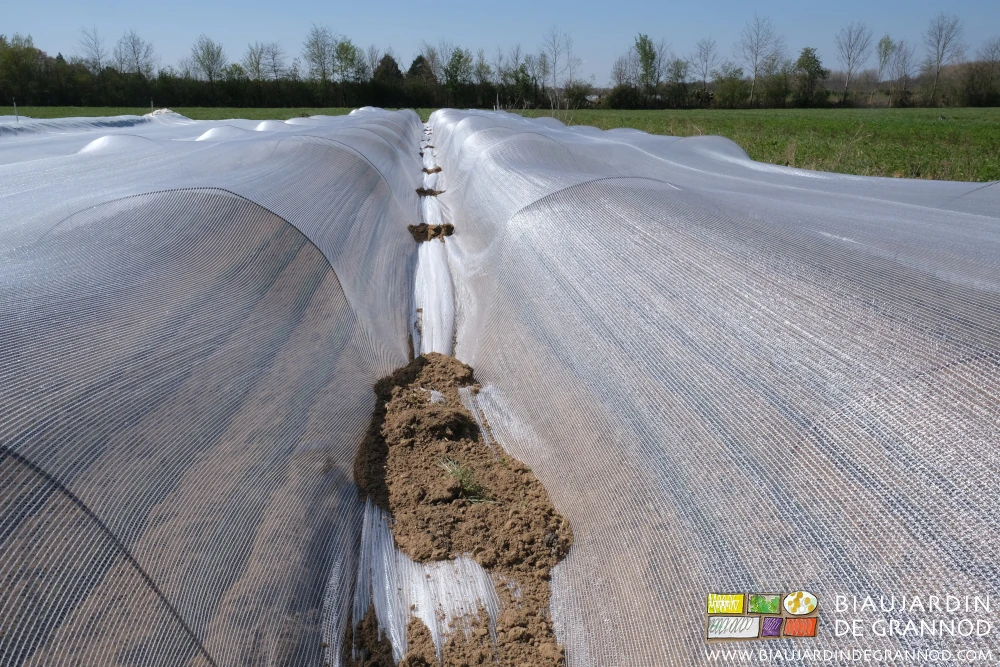 photo des tunnels couverts du filet lesté de pelletées de terre sur l'allée