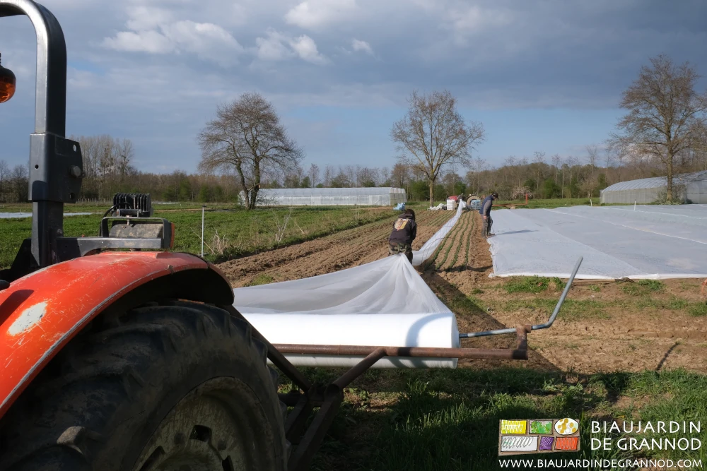 Photo sous timide soleil d’hiver du filet tissé anti-insectes en cours de déroulage sur arceaux
