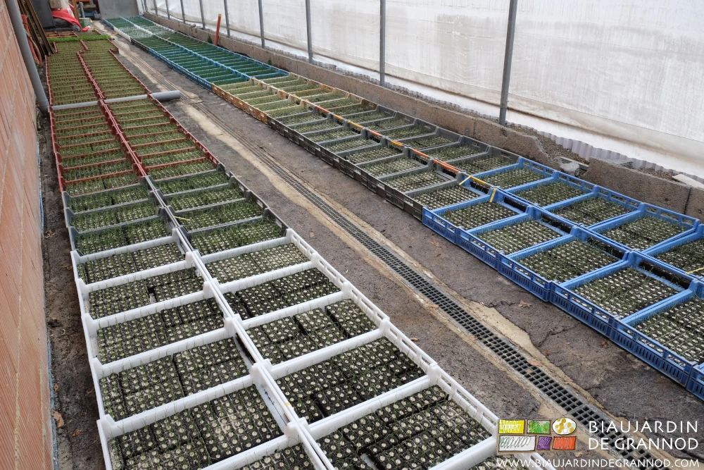 photo des caisses de mottes installées côte côte dans la serre solaire