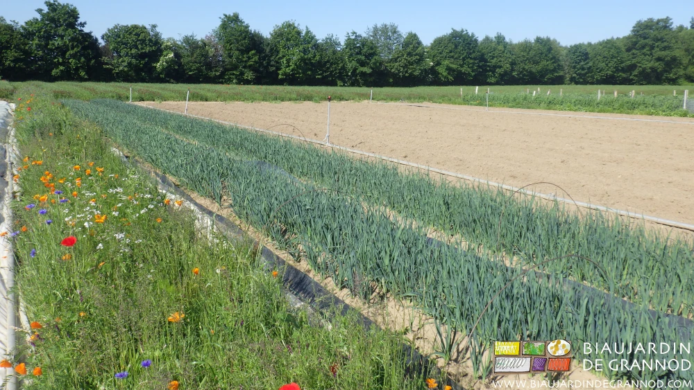 photo de la bande fleurie de coquelicot, escholtzia souci accompagnant la pépinière