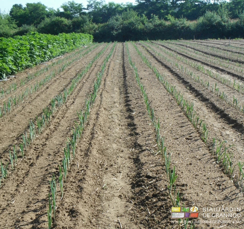 photo de la surface du sol tassée par l'orage