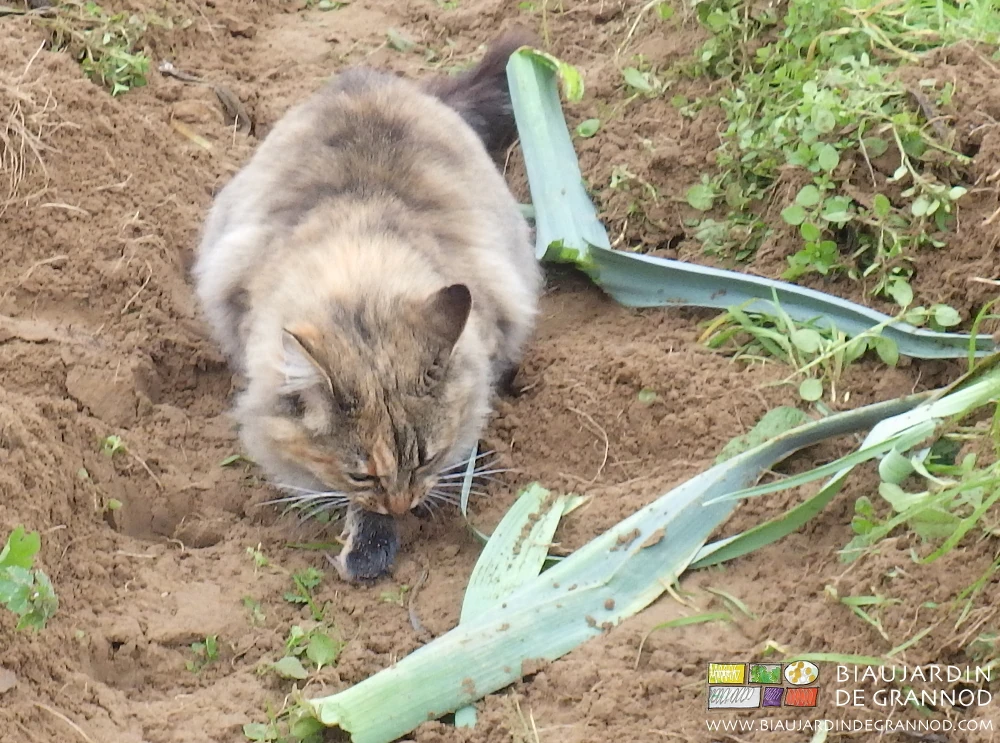 photo de notre chat swifer, grande consommatrice, croquant joyeusement un rongeur