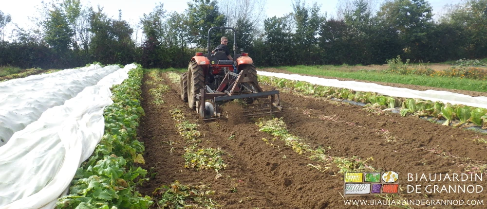 photo du cultibutte en reprise de planche de navet récolté