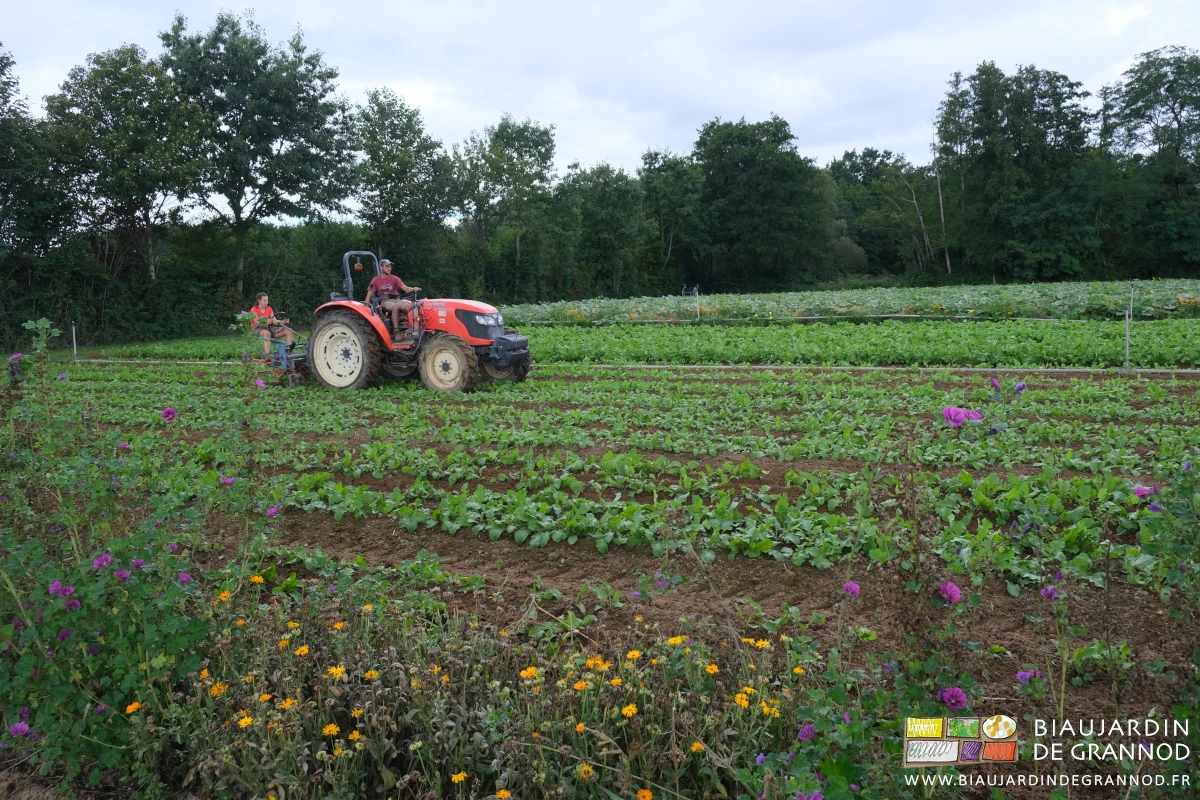 vu depuis la bande fleurie du binage du carré de navet radis avec tracteur et bineuse