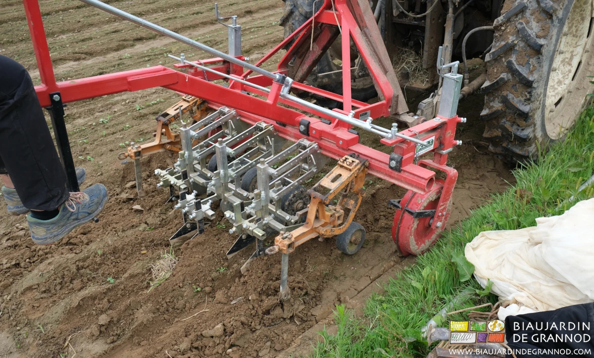 vue proche de la bineuse au travail sur navet et radis très jeunes