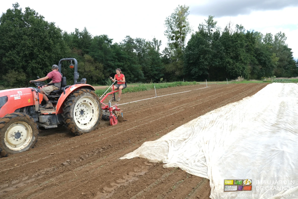 photo de binage de précision dans les navets et radis au stade plantule