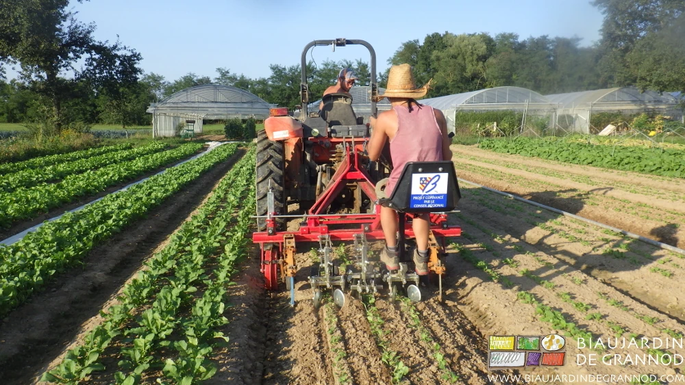 vue arrière du travail à la bineuse de précision entre plantules de navet
