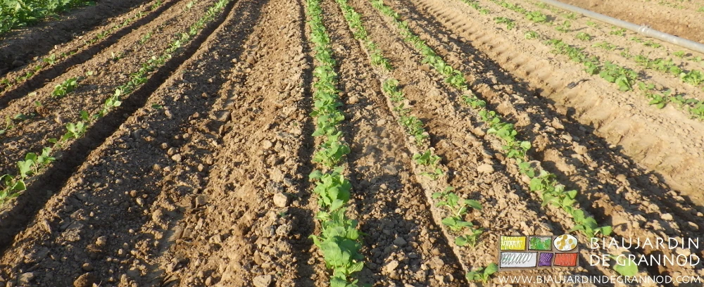 photo du joli résultat entre rangs du deuxième binage de précision