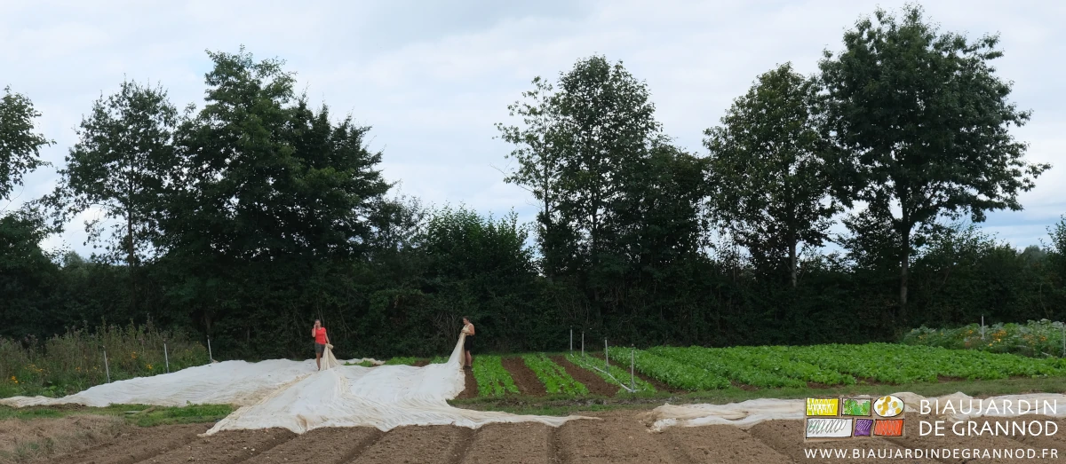 photo de la repose de filet par deux Biaux Jardiniers